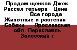 Продам щенков Джек Рассел терьера › Цена ­ 25 000 - Все города Животные и растения » Собаки   . Ярославская обл.,Переславль-Залесский г.